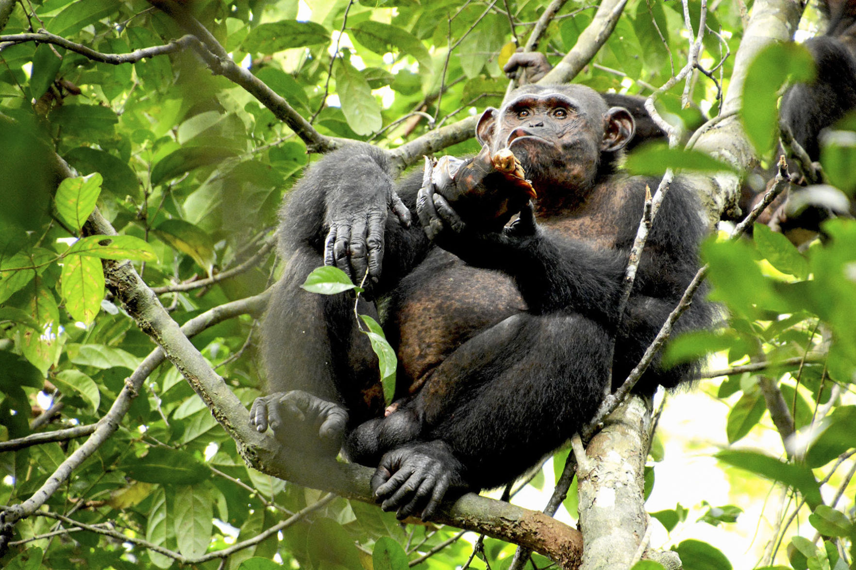 Gabon Chimpanzees Tortoises